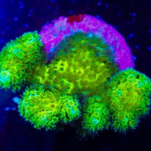 Pocillopora ultra hairy