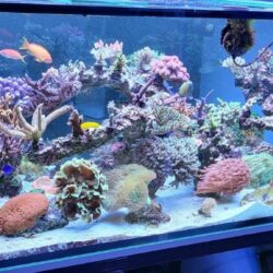 Corals World Meeresaquarium Pflege