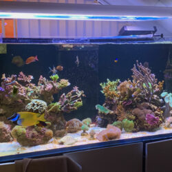 Meeresaquarium Betreuung Corals-World