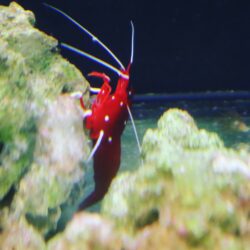 Lysmata debelius